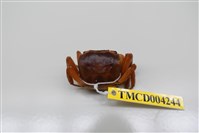 藏品(奧氏後相手蟹)的圖片